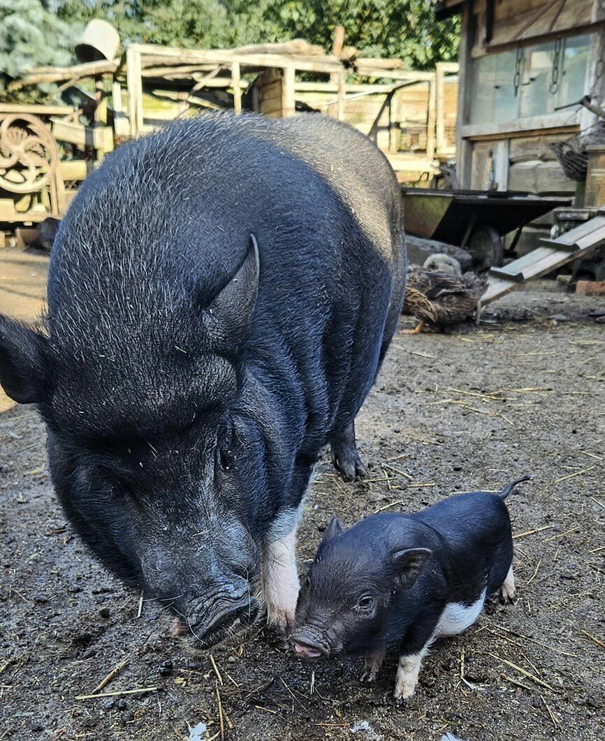 Mini zoo świnie