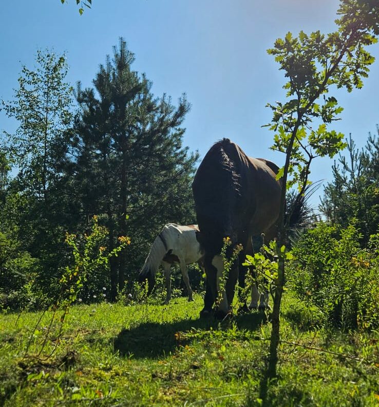 Mini zoo polana z końmi