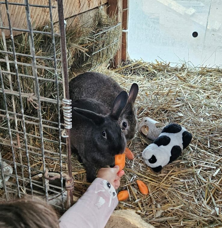 Mini zoo króliki